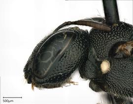   Ceratina armata , female. photo: Chelsey Ritner 
